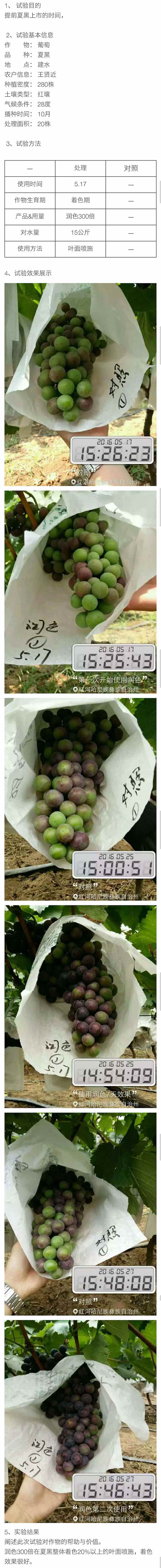 云南葡萄1.jpg